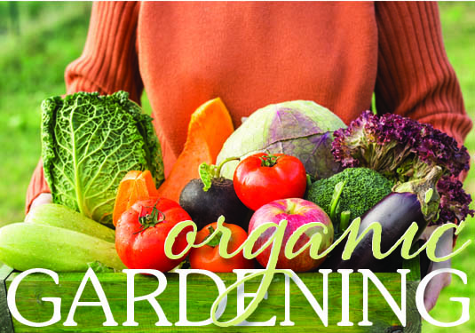 Growing Your Own Organic Garden